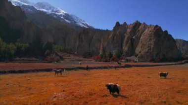 Atların ve öküzlerin üzerinde uçarak çorak kırlarda otlarlar. Himalayalar 'daki vadide kuru otlar. Manang Vadisi, Annapurna Gezisi, Nepal.