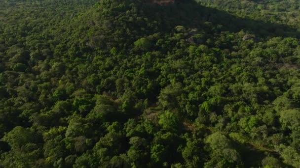 Hoge Hoek Uitzicht Boomtoppen Het Bos Verlicht Door Zon Tilt — Stockvideo