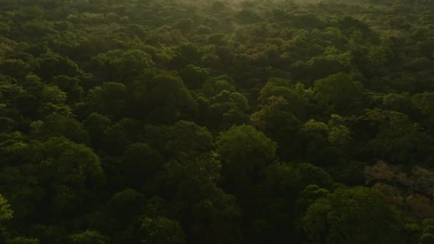 Hoge Hoek Uitzicht Boomtoppen Het Tropische Bos Gouden Uur Tilt — Stockvideo