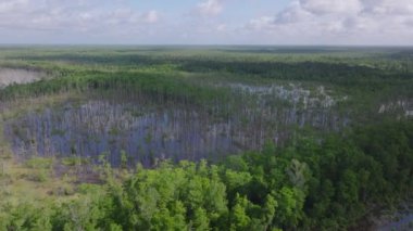 Louisiana 'nın hava manzarası yoğun yeşil ağaçlar ve parçalı bulutlu bir gökyüzünün altındaki bataklık alanları ile doludur. Doğa ve eko turizm kavramları.