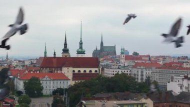 Kuşlar Brno şehrinin üzerinde uçuyorlar. Binaların kırmızı çatıları ve St. Peter ve Paul Katedrali görülebilir..