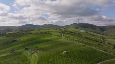 Avusturya 'daki yeşil üzüm bağları ve kırsal alanda ilerleyen bir kamera. Arka planda güzel bulutlu gökyüzü.