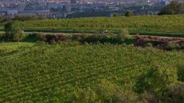 Güneşli bir günde, üzüm bağı yolunda gezinen turistler Avusturya, Viyana 'nın nefes kesici manzarasının ve büyüleyici siluetinin keyfini çıkarıyorlar..