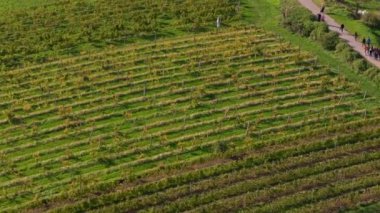 Hava manzarası, turistlerin yemyeşil üzüm bağlarının yanında yürüdüğünü gösteriyor. Canlı manzara, zengin tarım mirası ve manzaralı güzellikleri vurguluyor..