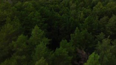 Bereketli yeşil orman manzarasının havadan görünüşü sakin bir yaz sahnesinin arka planındaki derin mavi okyanusu yavaşça ortaya çıkarıyor..