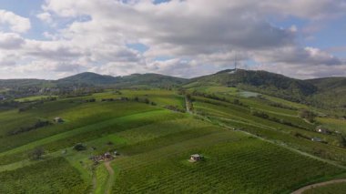 Avusturya 'daki yeşil üzüm bağları ve kırsal alanda ilerleyen bir kamera. Arka planda güzel bulutlu gökyüzü.