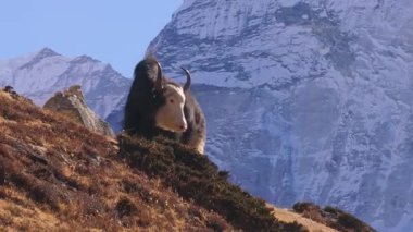 Himalaya öküzü, Nangkarshang Tepesi 'nde bir yamaçta dinleniyor. Nepal' in vahşi tepelerine tepeden bakan karla kaplı sakin bir zemin..