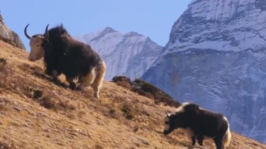 Nangkarshang Tepesi 'ndeki kayalık Himalaya arazisinde yürüyen yünlü öküz, uzak Nepal çöllerinde kar tepeleri arasında otluyor..