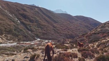 Himalaya Vadisi sahnesinde Shomare 'den Dingboche Route' a kadar uzanan kahverengi atlar, Nepal 'in el değmemiş engebeli arazisini gözler önüne seriyor..