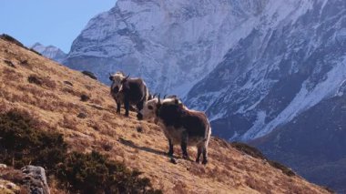 Himalaya öküzleri yavaş yavaş kayalık Nangkartshang Tepesi yamaçlarında otluyor, engebeli Nepal dağları arazisindeki sakin vahşi yaşamı temsil ediyorlar..