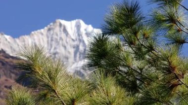Everest Dağı 'nın karını çerçeveleyen dağ çam dallarının hava manzarası Nepal' deki sakin manzaralı el değmemiş Himalaya vahşi doğasını gözler önüne seriyor..