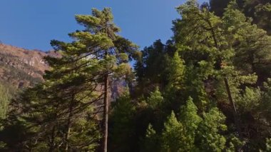 Himalaya dağ yamaçlarını kaplayan çam ormanı, hava manzarasını süpürüyor. Görkemli uzaklıktaki Everest Tepesi 'nin karını gözler önüne seriyor..