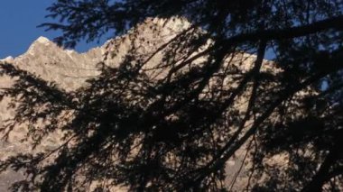 Karları çerçeveleyen kozalaklı dallar Everest Tepesi tepesinde, Nepal 'de Himalaya' nın canlı gökyüzüne karşı yemyeşil ön planda yükselen dağ silueti.