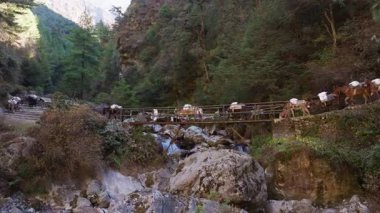 Ağır yüklü katırlar, Monjo 'daki yemyeşil Nepal manzarasında geleneksel ulaşımı temsil eden, dağ deresi üzerinde aşınan ahşap köprüden geçerler..