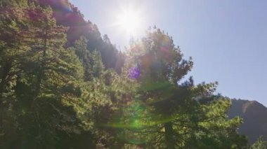 Ilık altın ışınlar kozalaklı kozalaklı ormanları aydınlatıyor, Himalaya zirveleri el değmemiş Nepal vahşi doğasının üzerinde yükseliyor..