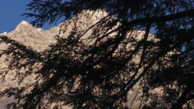 Karları çerçeveleyen kozalaklı dallar Everest Tepesi tepesinde, Nepal 'de Himalaya' nın canlı gökyüzüne karşı yemyeşil ön planda yükselen dağ silueti.