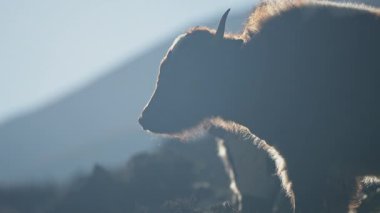 Yeşil Himalaya yamaçlarında çimen kemiren öküz yavrusu, uzak Nepal manzarasında altın sabah ışığına karşı siluet.