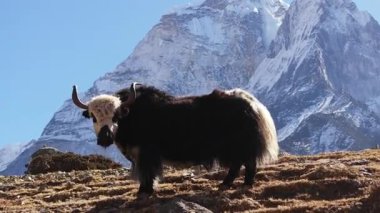 Nepal 'in karlı dağlarında öküz otlağı Himalaya manzarasının dinginliğini yakalıyor..