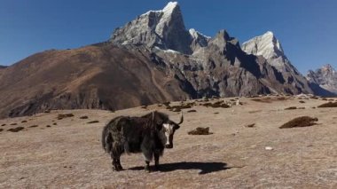 Himalayalar 'ın çorak arazisinde Yak otluyor, Nepal.