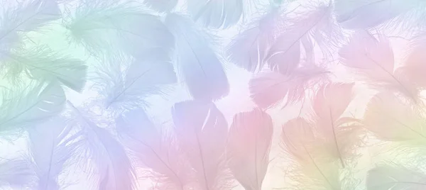 美しい繊細な虹色のふわふわの羽の背景 精神的な招待状 ギフト券 証明書 広告またはウェブヘッダーに理想的なパステルトーンでランダムに散在する小さな賢明な柔らかい羽 — ストック写真