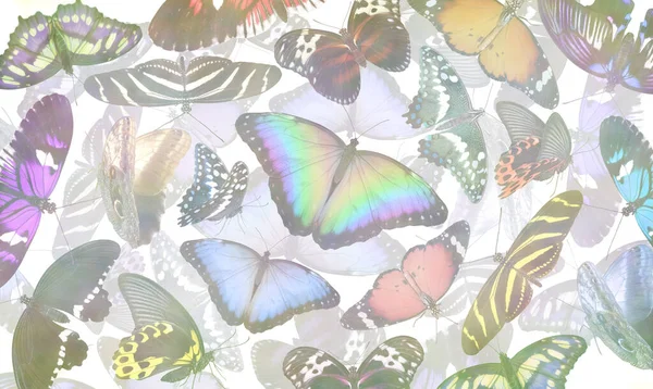 Färgglada Flerskiktade Fjärilar Bakgrund Mall Flera Olika Form Och Storlekar — Stockfoto