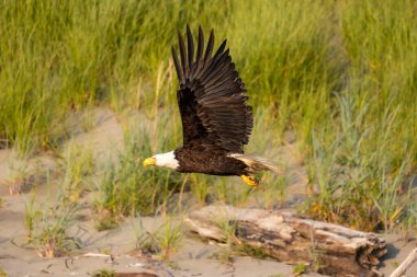 Kel bir kartal, sahil kum tepeleri ve sahil çimlerinin üzerinde kanatlarıyla alçaktan süzülür. Öğleden sonranın altın ışığı altında yakalanan bu görüntü, Amerika 'nın doğal yaşam alanındaki ulusal kuşunun zarafetini ve gücünü vurguluyor.. 
