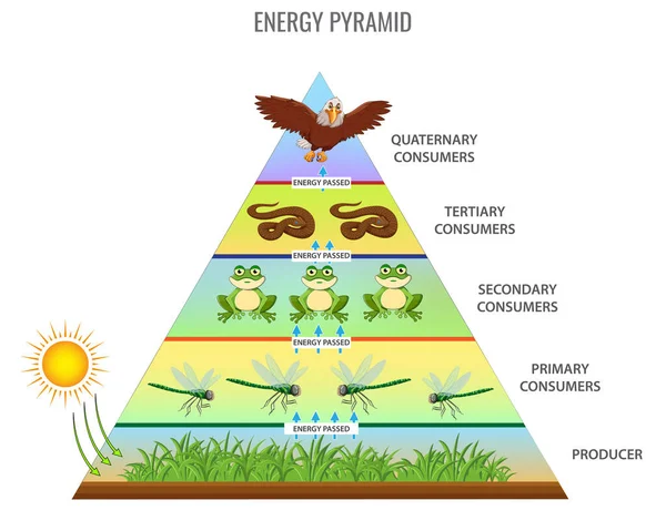 Energy Pyramid Food Chain Vector Illustration — Archivo Imágenes Vectoriales