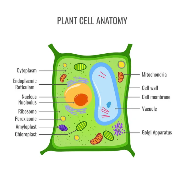 Plant cell anatomy vector illustration