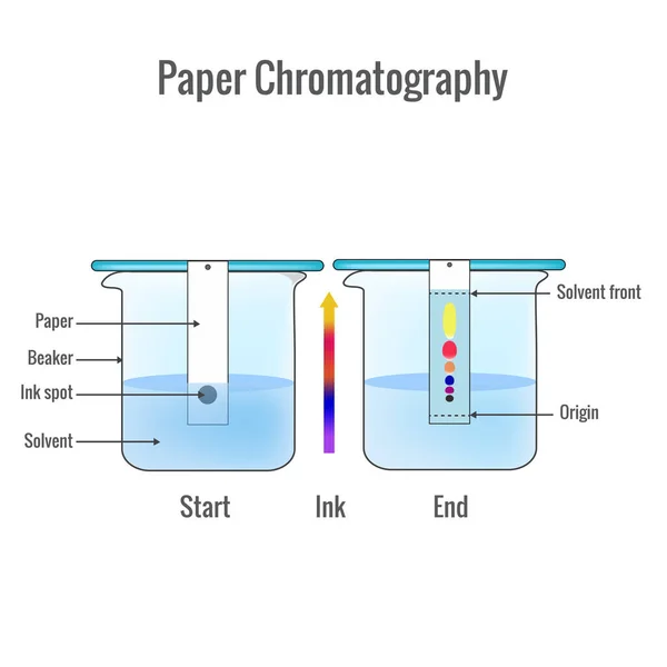 stock vector Paper chromatography analytical method for the separation of a mixture into its individual components