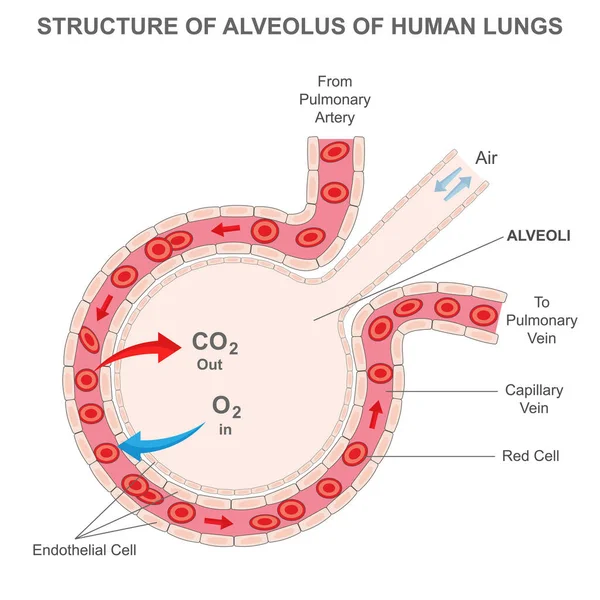 Alveolus Human Lungs Oxygen Carbon Dioxide Move Alveoli — Image vectorielle