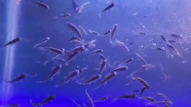 Powolny Ruch Pęcherzyków Powietrza Pływających Dna Rzeki Powierzchni Wody Bąbelki — Wideo stockowe