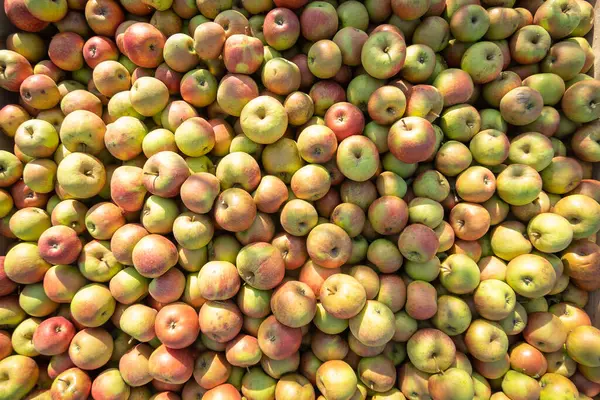 Apple orchard juice production harvest tree agriculture
