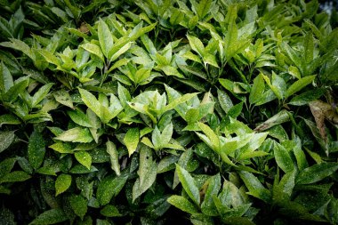 Yeşil yapraklar desen arkaplan, Doğal arkaplan ve duvar kağıdı