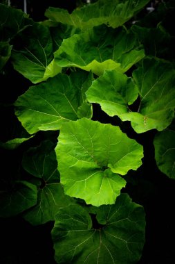 Yeşil yapraklar desen arkaplan, Doğal arkaplan ve duvar kağıdı