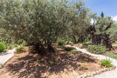 JERUSALEM, ISRAEL - CIRCA MAYIS 2018: Gethsemane 'nin görüntüsü Mayıs 2018' de Kudüs 'te.