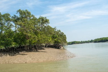 SUNDARBANS, INDIA - CIRCA NOVEMBER 2013: Sundarbans, Kasım 2013 'te Sundarbans' da dünyanın en büyük mangrov ormanı..