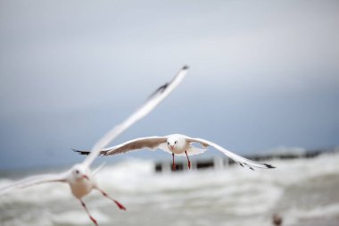 Baltık Denizi 'ndeki doğal ortamda güzel bir martı.