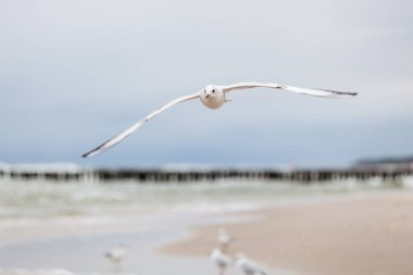 Baltık Denizi 'ndeki doğal ortamda güzel bir martı.