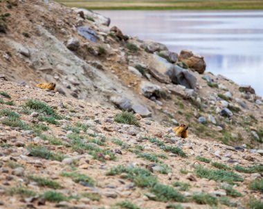 Tacikistan 'da Pamir' de Bulunkul Gölü 'nün güzel manzarası