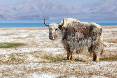 Tacikistan, Pamir 'deki Karakul Gölü' ndeki Yak 'ın güzel manzarası.