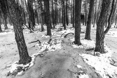 Korkunç kış ormanının güzel manzarası..