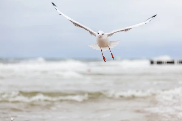 Piękna Mewa Naturalnym Środowisku Morza Bałtyckiego — Zdjęcie stockowe