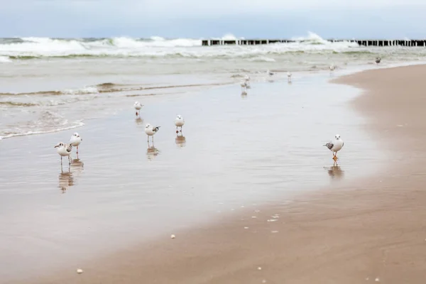 Beautiful Seagull Natural Environment Baltic Sea — Φωτογραφία Αρχείου