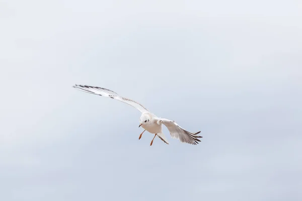 발트해 연계에 아름다운 갈매기 — 스톡 사진