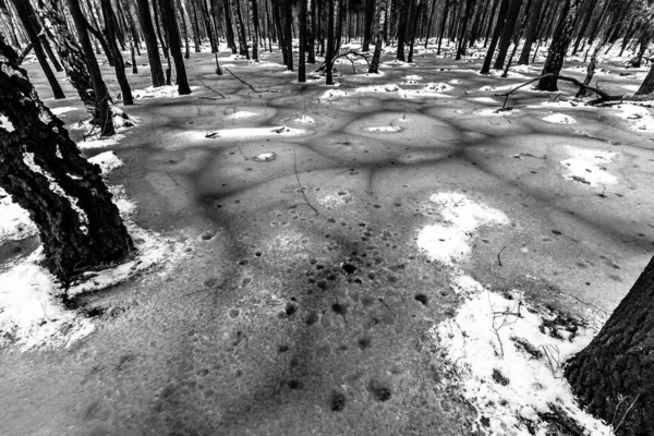 Szép Kilátás Szörnyű Téli Erdőre — Stock Fotó
