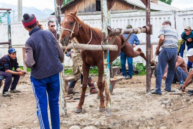 KARAKOL, KYRGYZSTAN - CIRCA HAZİRAN 2017: Karakol 'da haftalık pazar hayvan pazarı Kırgızistan' daki Issyk-Kul Gölü 'nün doğu ucu, 2017 Haziran ayı civarında Karakol' da.