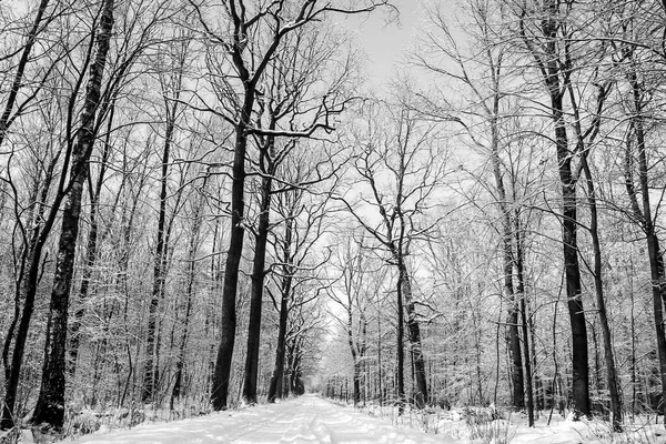 Erdő Télen — Stock Fotó
