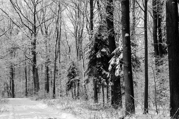 Kışın Orman — Stok fotoğraf