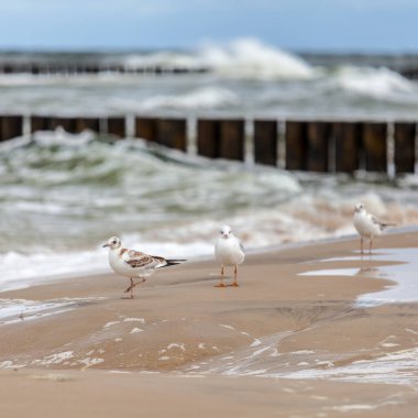 Baltık Denizi 'ndeki doğal ortamda güzel bir martı.