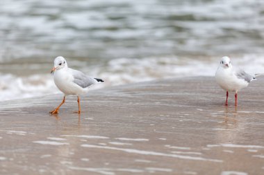 Baltık Denizi 'ndeki doğal ortamda güzel bir martı.